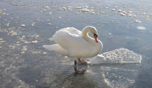 Where do the swans go when it gets so cold the lake freezes? Photo: Lone 2015.